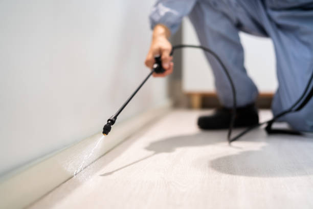 Licensed Wasp Removal service in Williamsburg, VA - Show Me Pest Control